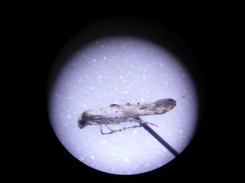Epermenia aequidentellus